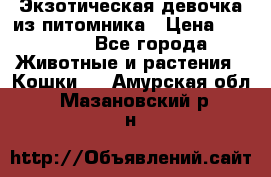 Экзотическая девочка из питомника › Цена ­ 25 000 - Все города Животные и растения » Кошки   . Амурская обл.,Мазановский р-н